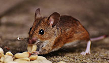 24 Hour & Emergency Exterminators in Chalfant Vly, CA